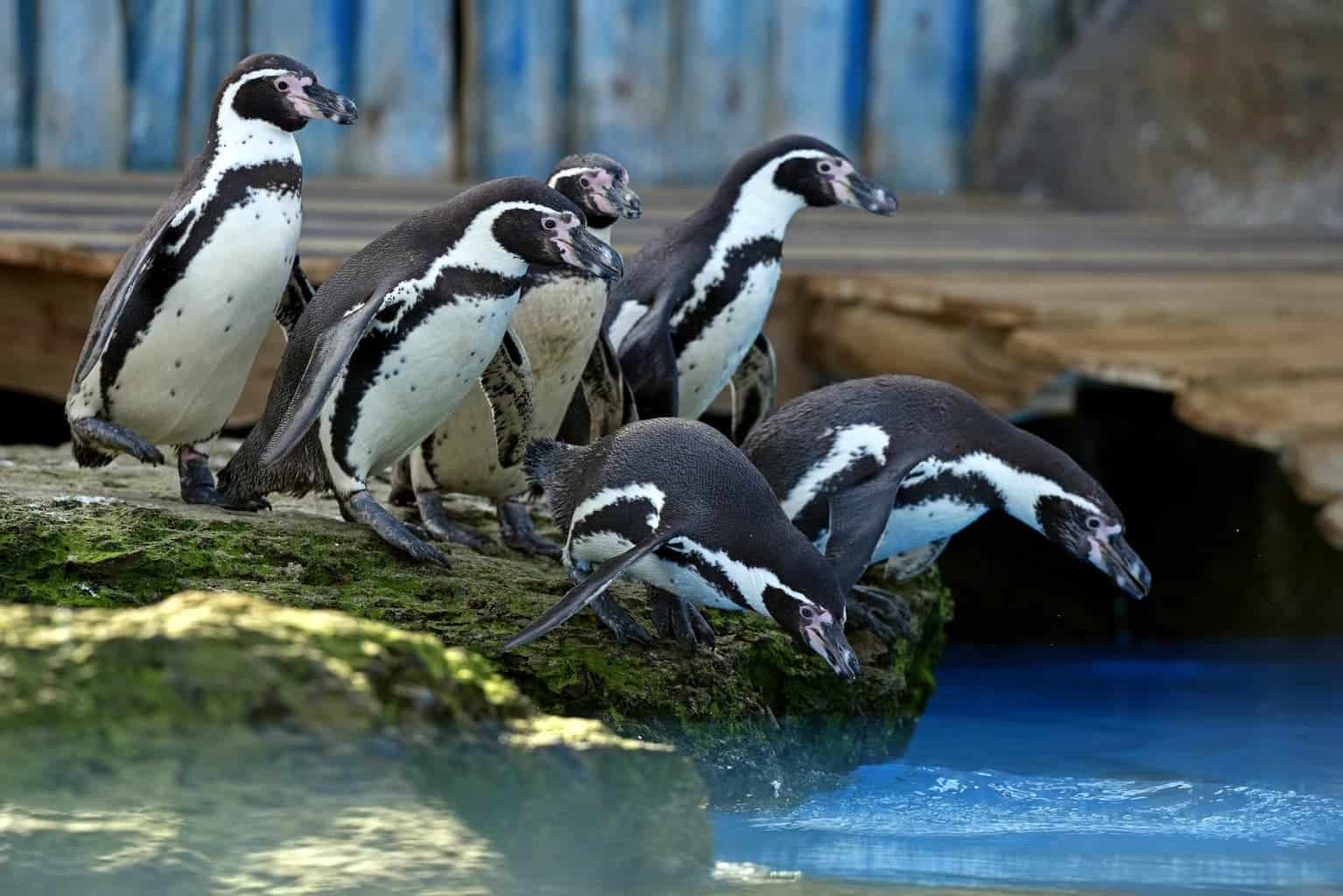 Chessington World of Adventures celebrating the year of the penguin ...