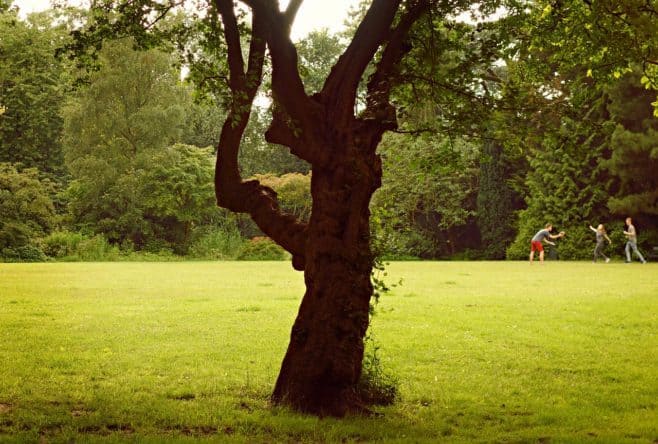 A large tree in a grassy field