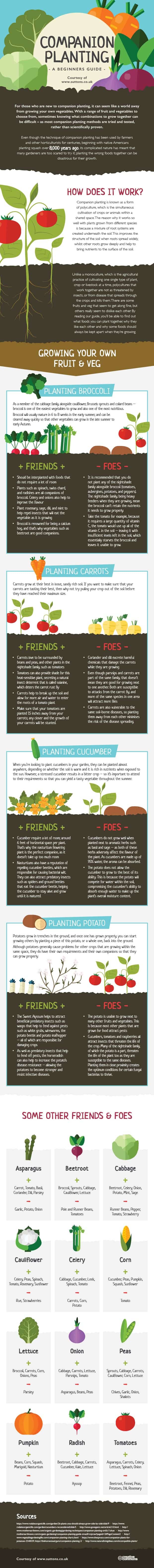 Potato and Companion planting