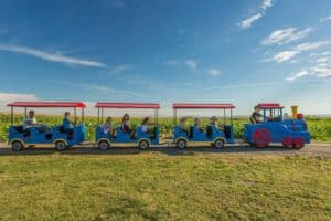 A colorful truck is parked in the grass