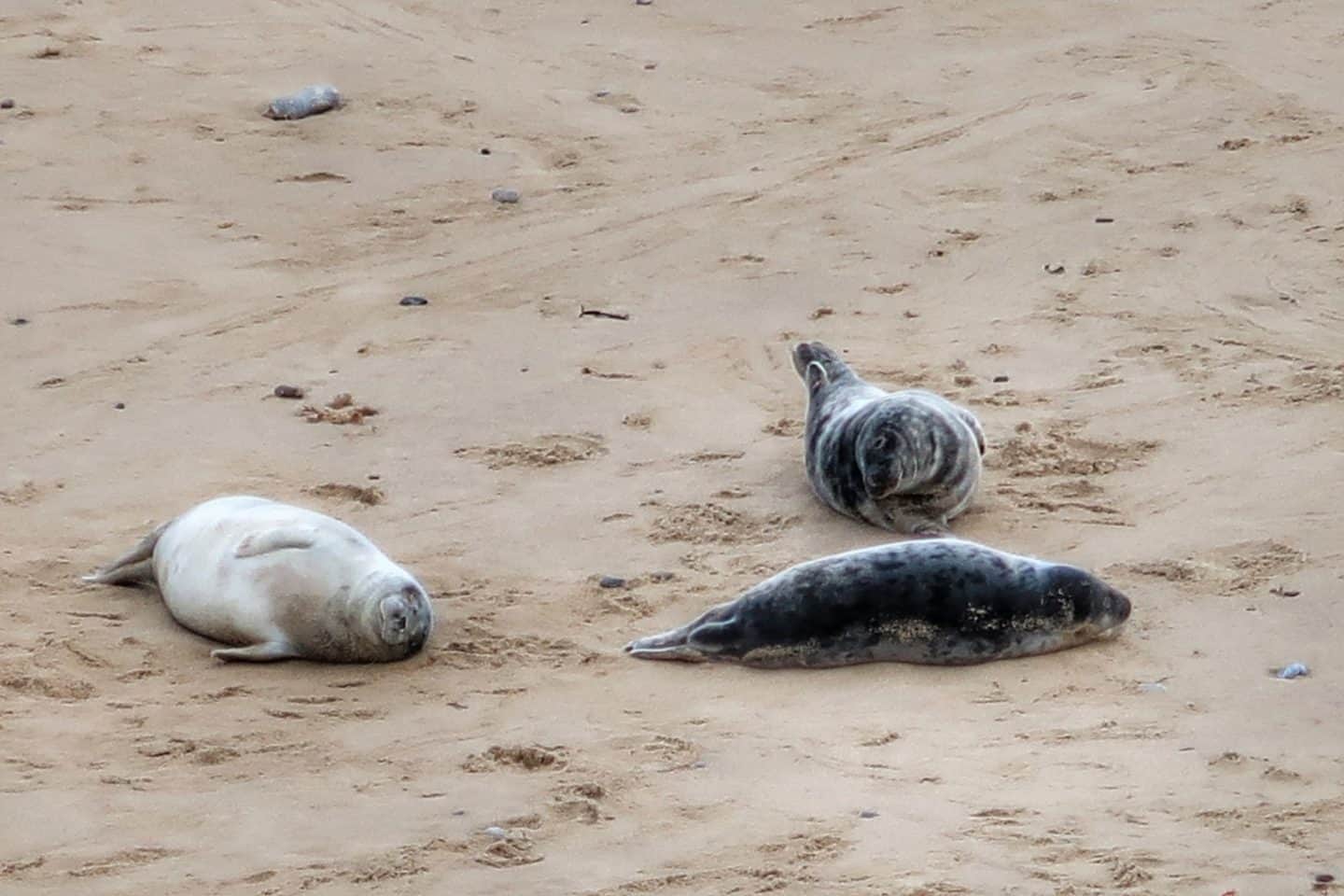 A seal lying in the sand