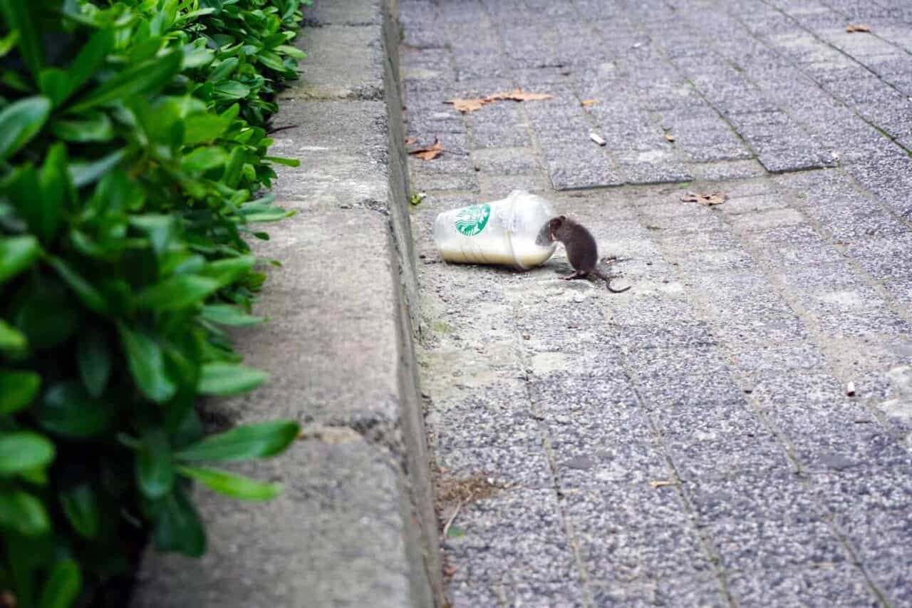 A cat lying on a sidewalk