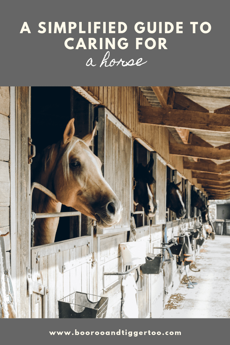 A brown horse standing next to a fence