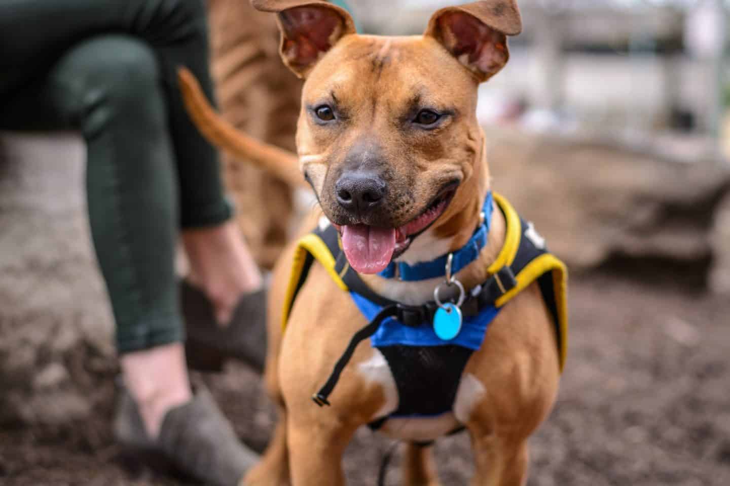 A brown dog carrying a bag