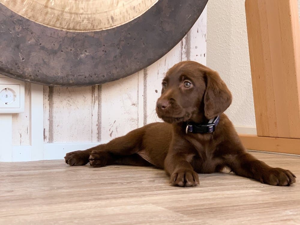 A large brown dog lying on the ground