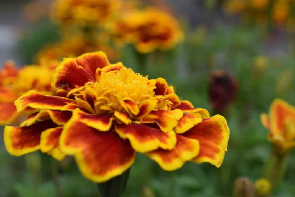 A close up of a flower