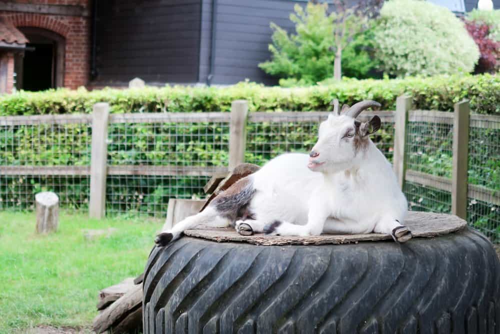 A visit to ROARR! Dinosaur Adventure - Goat sitting on an old tractor tyre