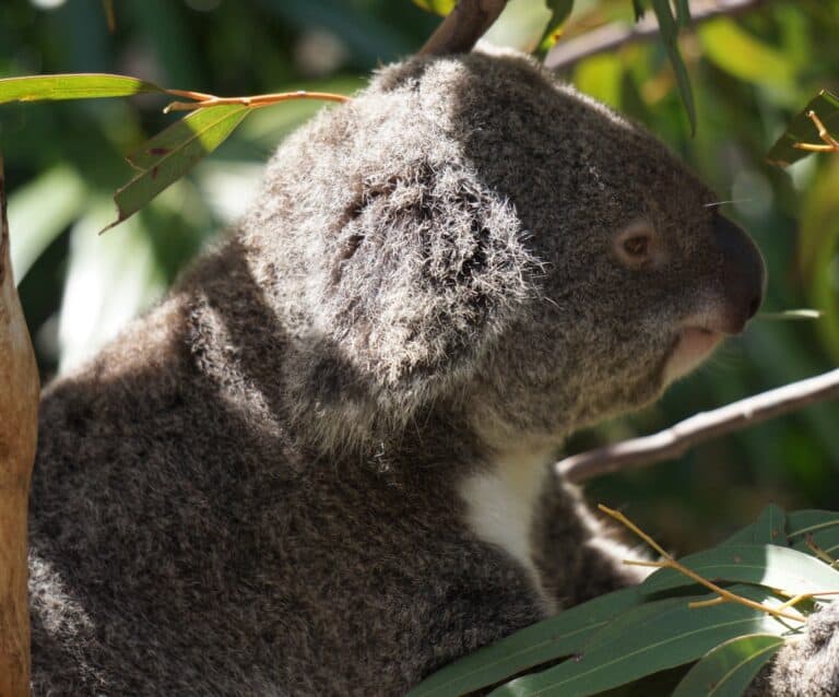 Nature Parks near Brisbane - Hamilton Island