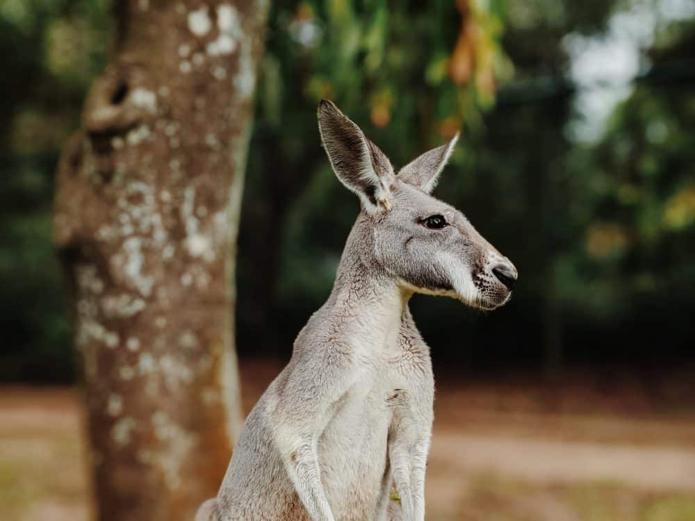 top nature parks near Brisbane - Australia Zoo