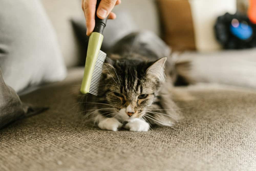 Keeping the home clean when you have pets