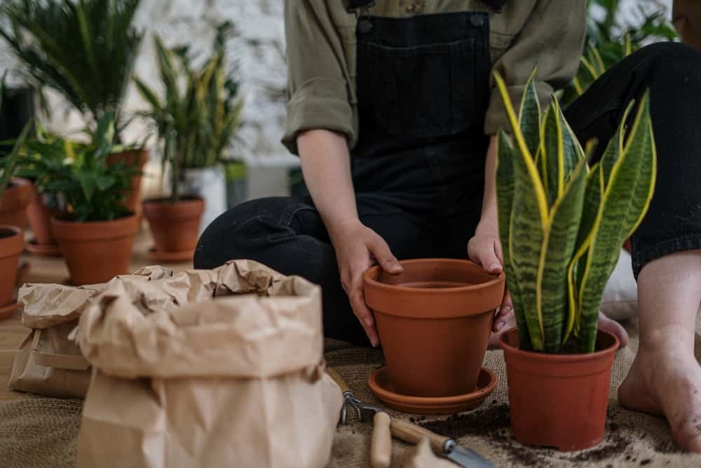 prepping your garden for the summer