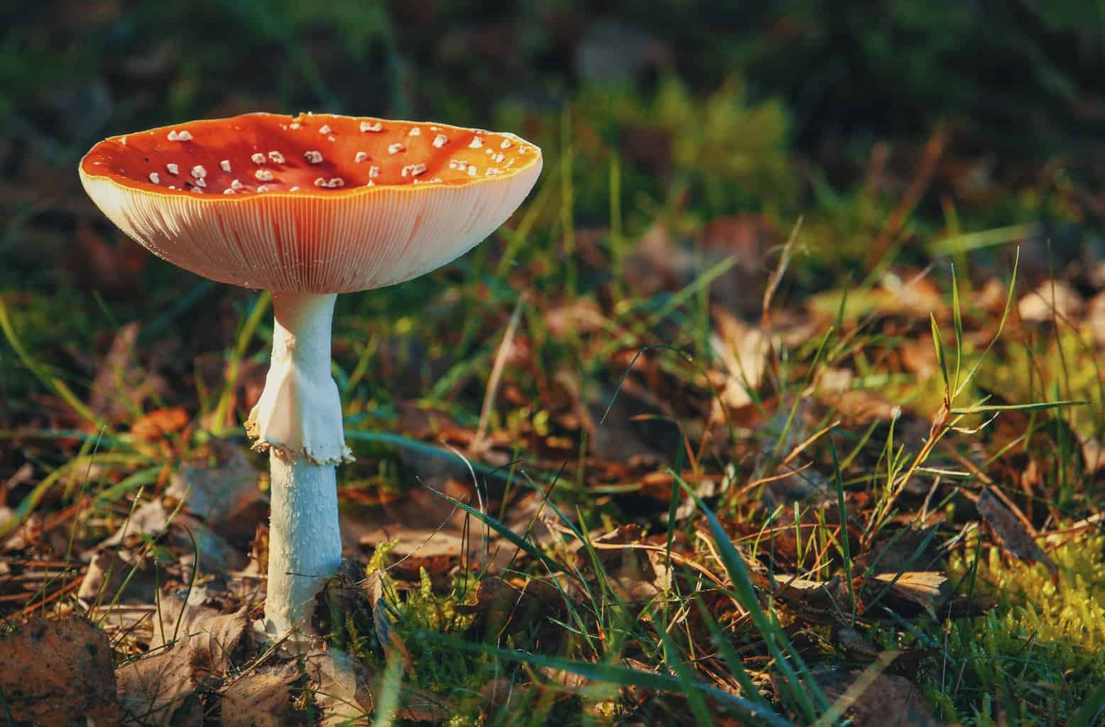 How to Renovate Your Garden This Autumn - brown mushroom