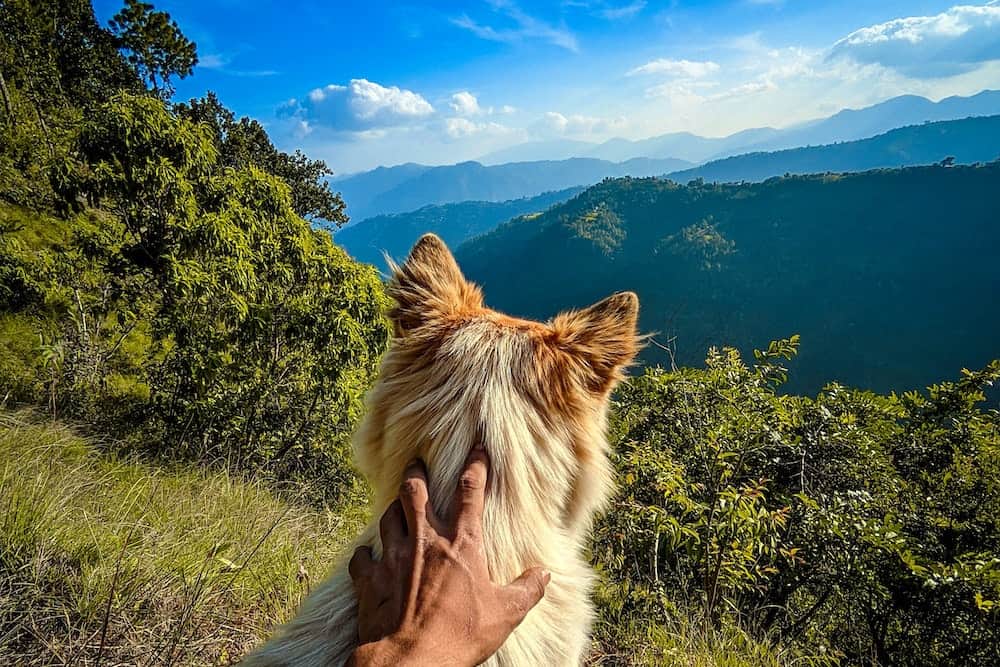 Six Pet-Friendly Travel Destinations In The US