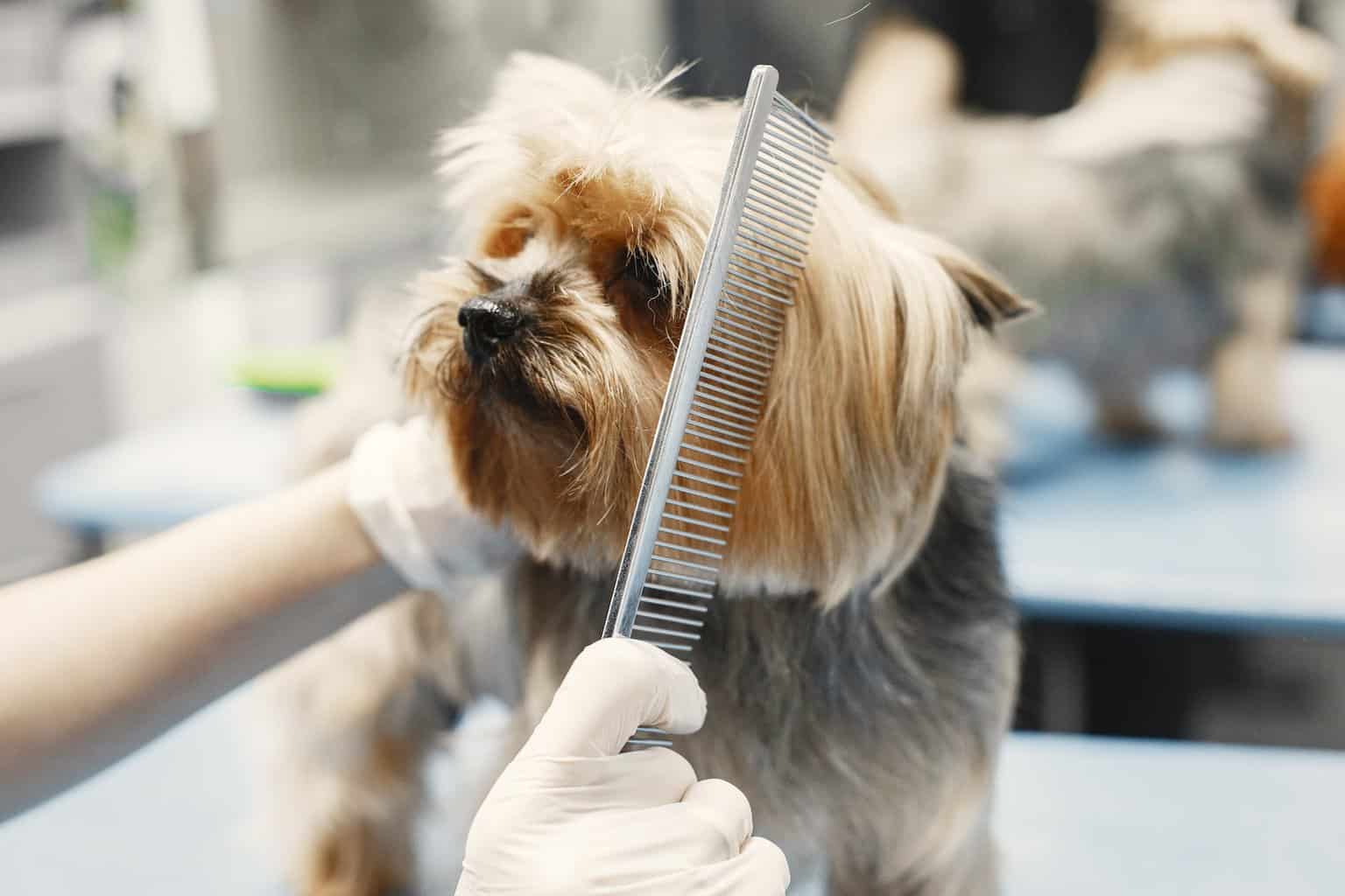 close up photo of a dog being groomed - How to Look After Your Dog Correctly in 2023