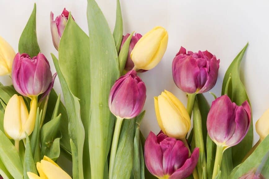 selective focus photography of pink and yellow tulips flowers - Sweet Mother’s Day Quotes