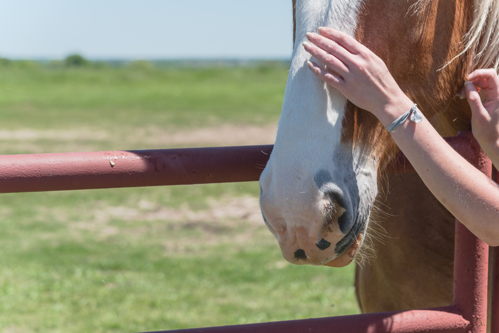 Equine Therapy: What Is It and How Does It Work?