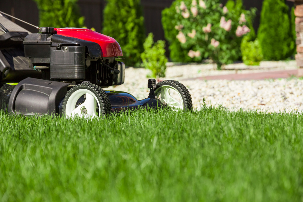 Top Maintenance Tips to Achieve a Year-Round Stunning Lawn