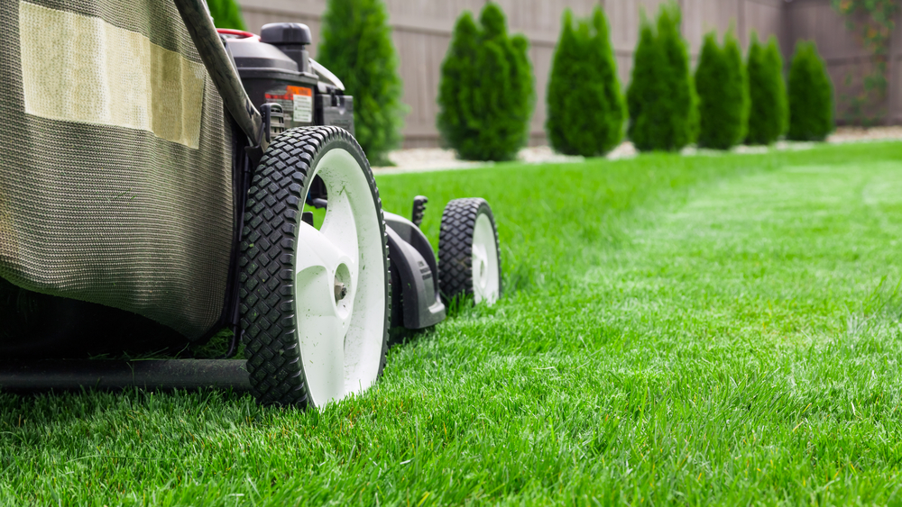 Top Maintenance Tips to Achieve a Year-Round Stunning Lawn