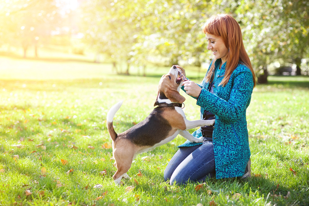 The Ultimate Guide to Successfully Training the Family Dog