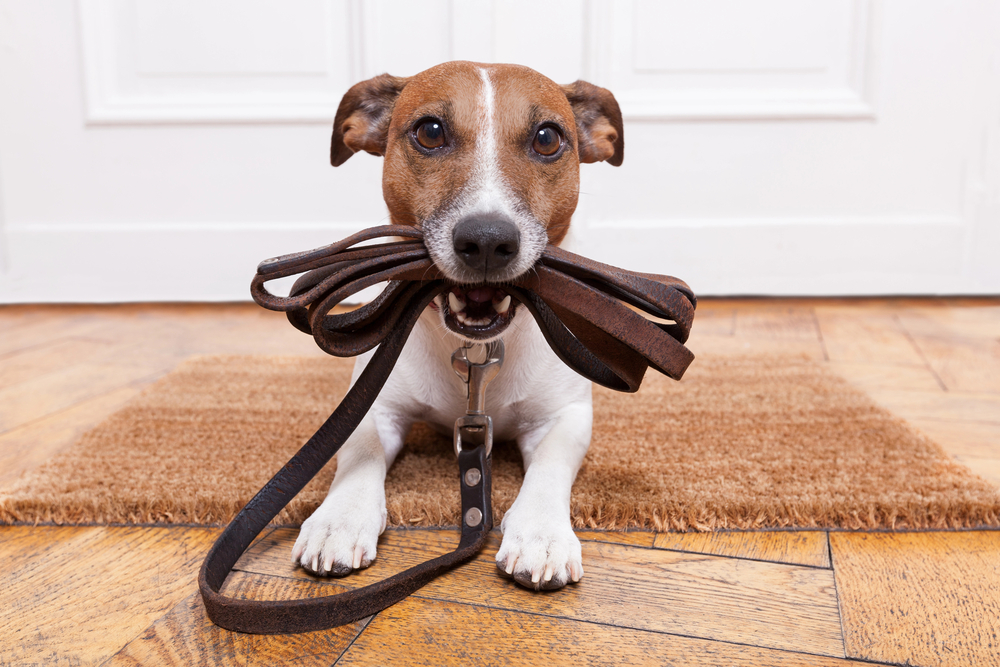 The Ultimate Guide to Successfully Training the Family Dog