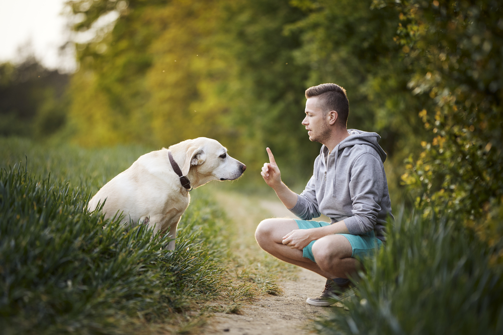 The Ultimate Guide to Successfully Training the Family Dog