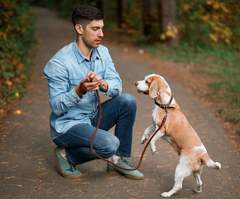 The Importance of Pet Training for Shelter Dogs