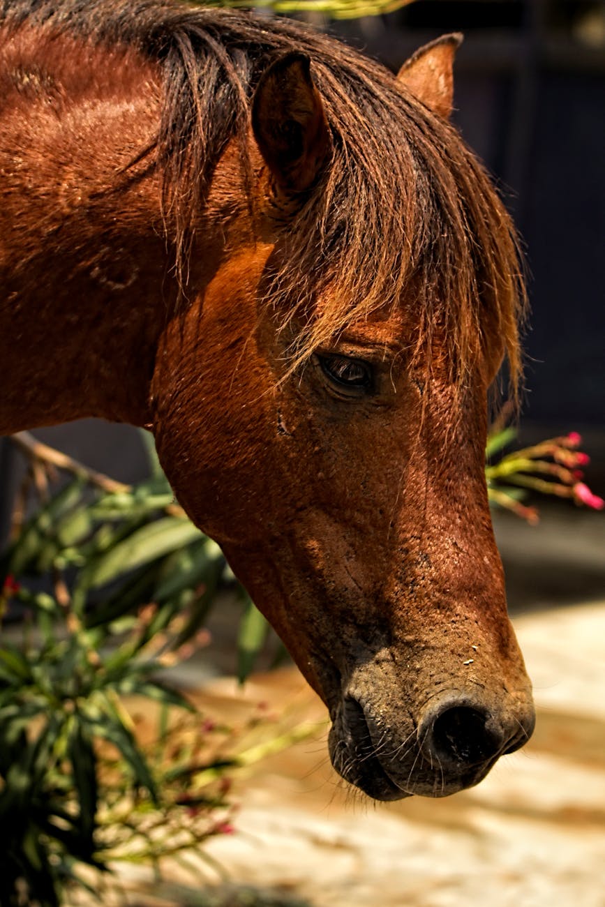 Creating the Perfect Home for Your Horses: Essential Considerations