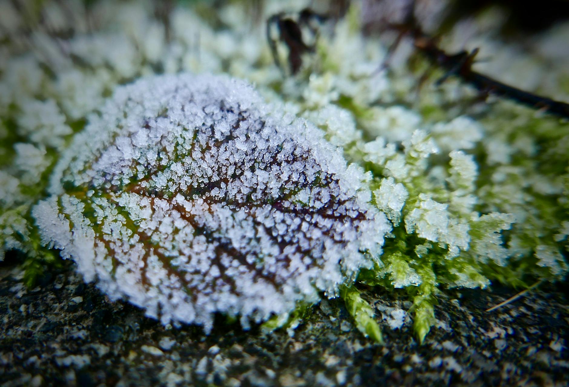 frost leaf - How To Prepare Your Garden For Winter