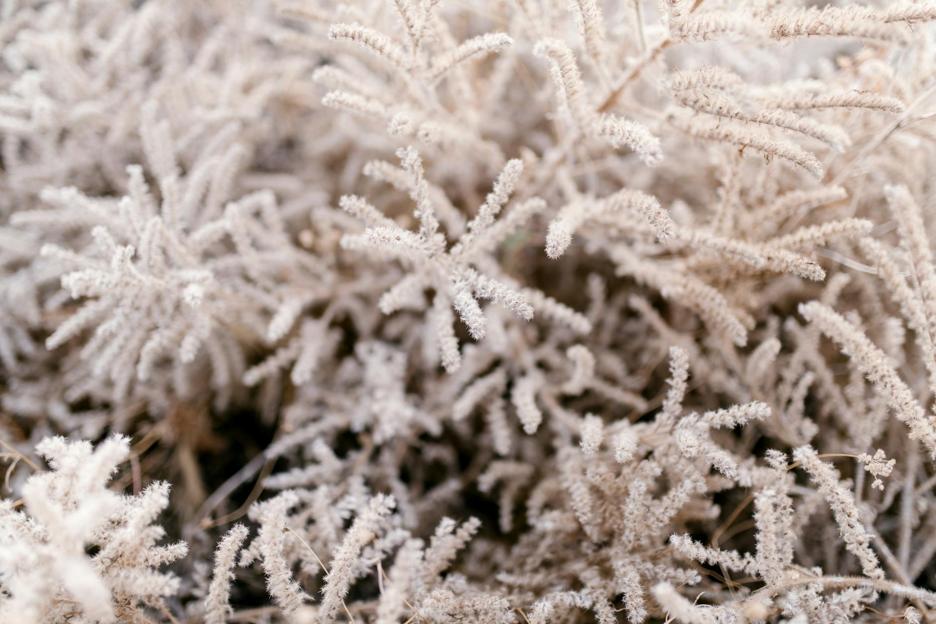 frozen spruce branches covered with crystals of snow