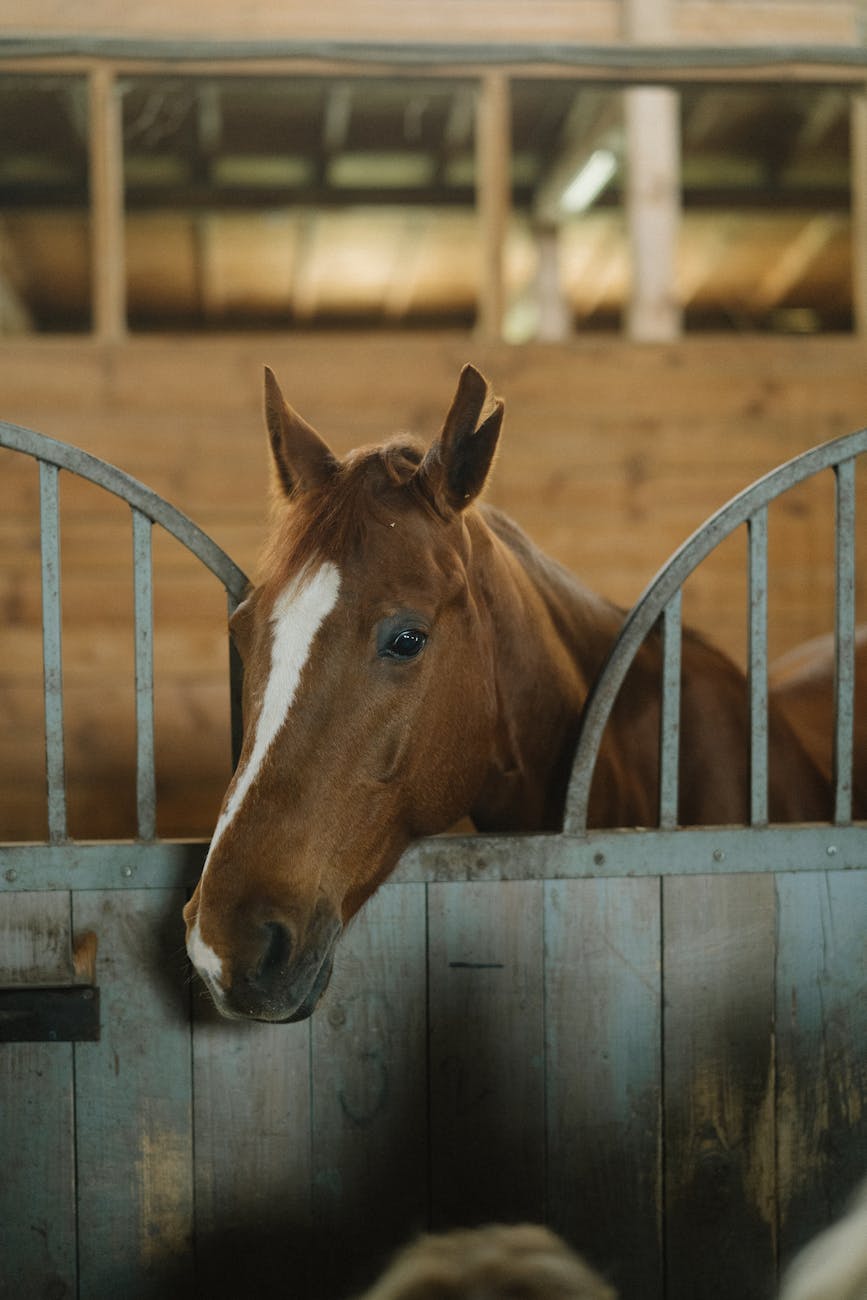 Creating the Perfect Home for Your Horses: Essential Considerations