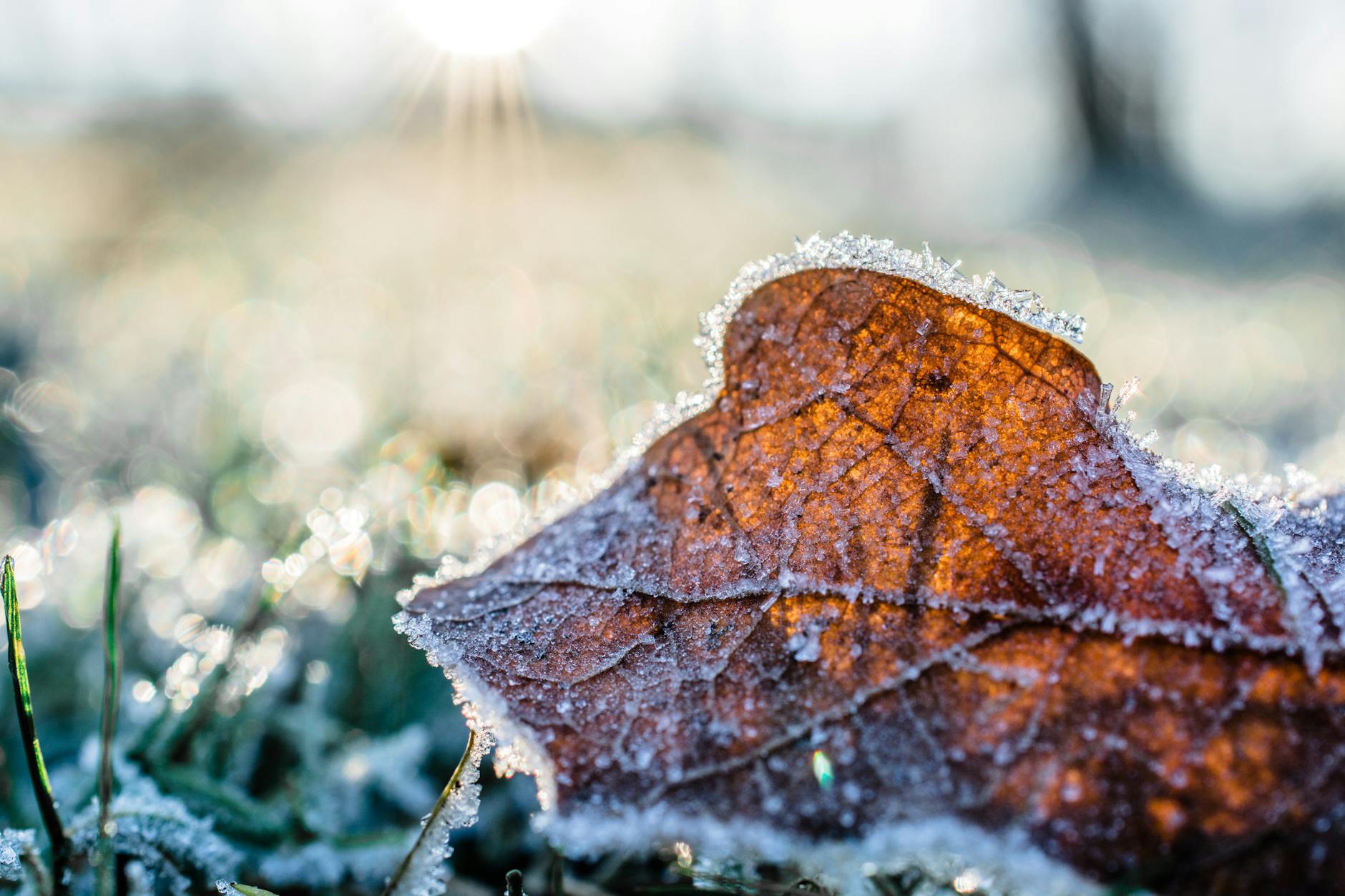 dried leaf cover by snow at daytime - How To Prepare Your Garden For Winter