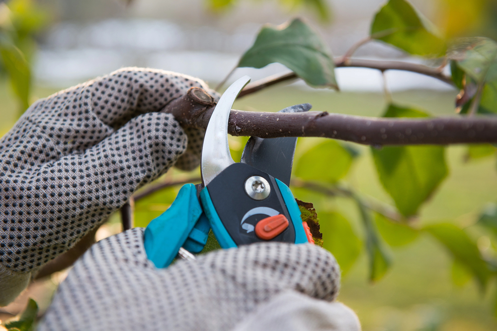 How to Care for Your Plants