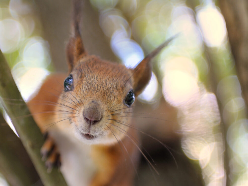 Squirrel Removal Myths Debunked: What You Need to Know