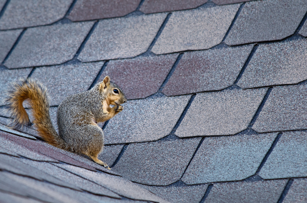 Squirrel Removal Myths Debunked: What You Need to Know