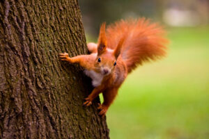 Squirrel Removal Myths Debunked: What You Need to Know