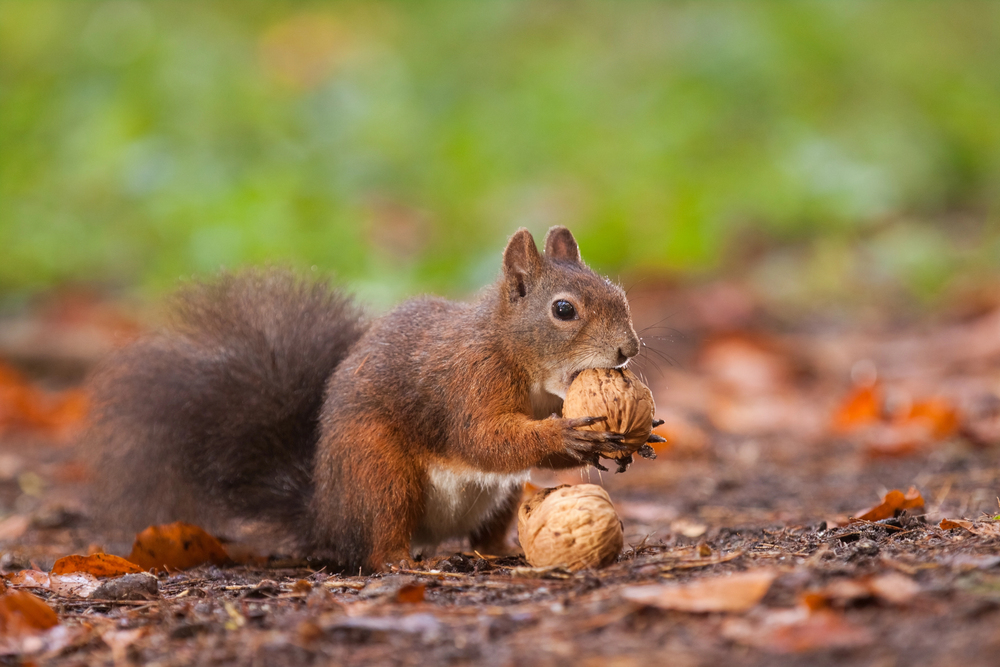 Squirrel Removal Myths Debunked: What You Need to Know