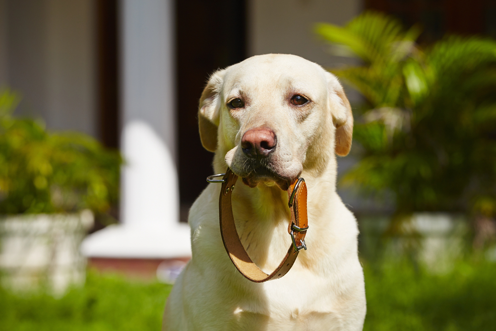 Are You Ticked Off With Ticks In Your Family Garden?