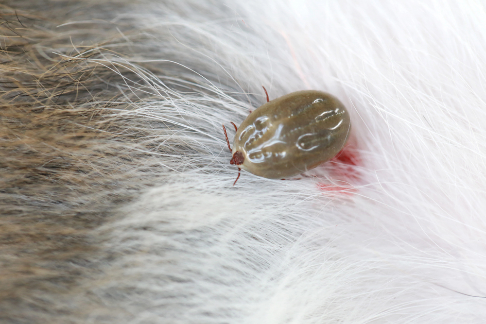 Are You Ticked Off With Ticks In Your Family Garden?